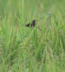 Lonchura leucogastra