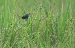 Lonchura leucogastra
