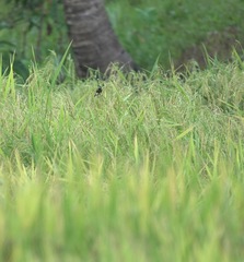 Lonchura leucogastra