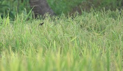 Lonchura leucogastra