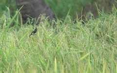 Lonchura leucogastra