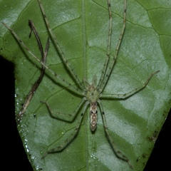 Anaptomecus