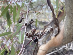 Eucalyptus calycogona