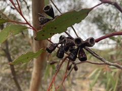 Eucalyptus calycogona