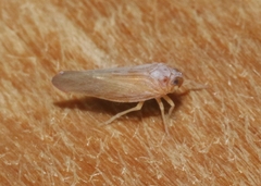 Omolicna
