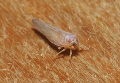 Omolicna