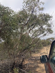 Eucalyptus calycogona