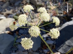 Perideridia californica