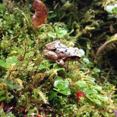 Pristimantis bogotensis