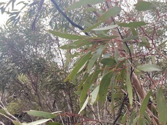Eucalyptus calycogona