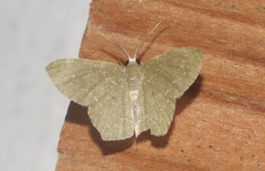 Chloropteryx nordicaria