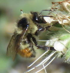 Bombus flavifrons