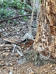 Dryobates villosus