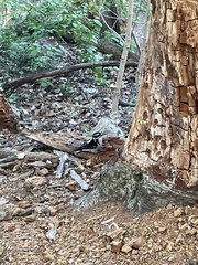 Dryobates villosus