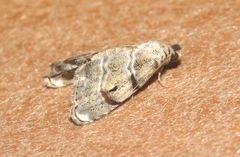 Abablemma bilineata