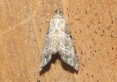Abablemma bilineata