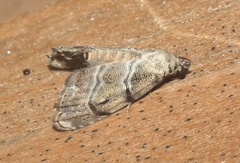 Abablemma bilineata