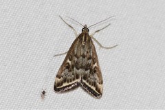 Loxostege munroealis