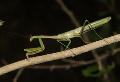 Stagmomantis resacae