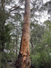 Eucalyptus punctata