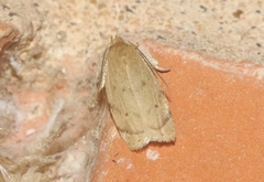 Antaeotricha haesitans