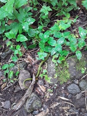 Bothriechis nigroviridis