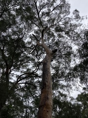 Eucalyptus punctata