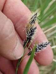 Carex podocarpa