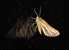 Isturgia limbaria