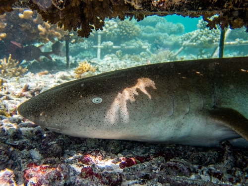 Tawny nurse shark