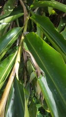 Marisora lineola