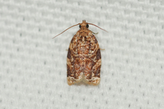 Argyrotaenia amatana