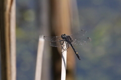 Leucorrhinia intacta