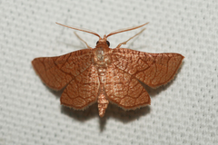 Hexeris enhydris