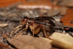 Anurogryllus celerinictus