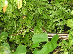 Psammophis orientalis