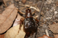 Anurogryllus celerinictus