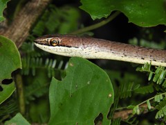 Psammophis orientalis