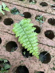 Polystichum proliferum