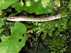 Psammophis orientalis