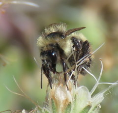 Bombus flavifrons