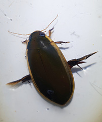 Cybister tripunctatus