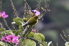 Chlorodrepanis flava