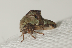 Telamona subfalcata