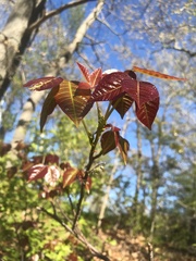 Toxicodendron
