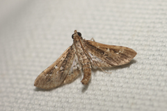 Crocidocnemis pellucidalis