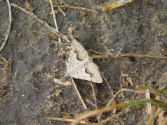 Frederickia s-signata