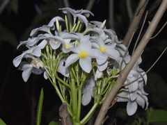 Plumeria obtusa