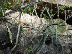 Acanthocereus tetragonus