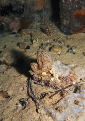Aplidium opacum